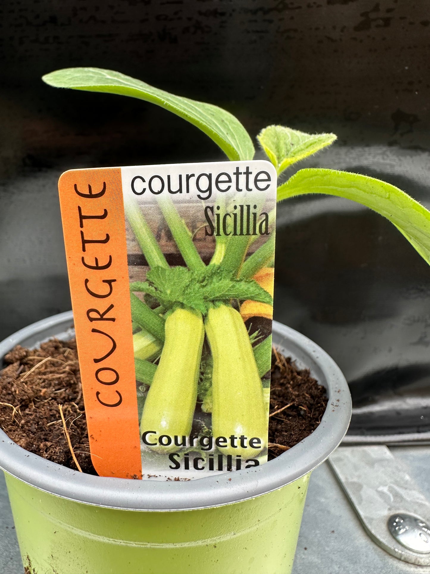 Courgette Sicilia